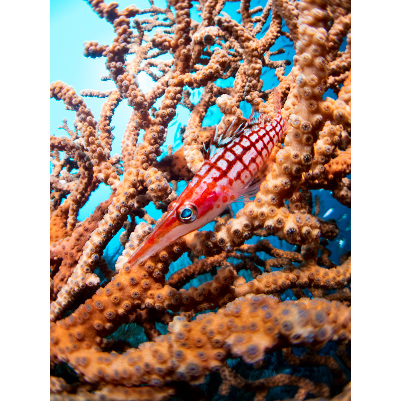 INON UFL-M150 ZM80 Underwater Micro Fisheye Lens INON UFL-M150 ZM80 Underwater Micro Fisheye Lens